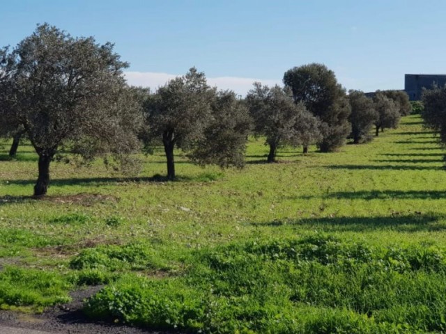 Grundstück zum Verkauf in Girne Şirinevler