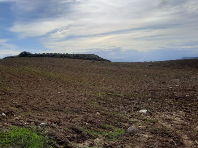 Girne Şirinevler'de İmara Açık  Satılık   Arazi