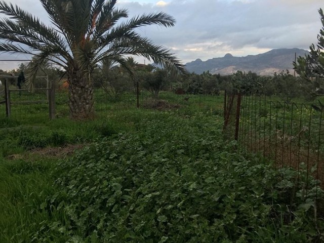 Einfamilienhaus Kaufen in Demirhan, Nikosia