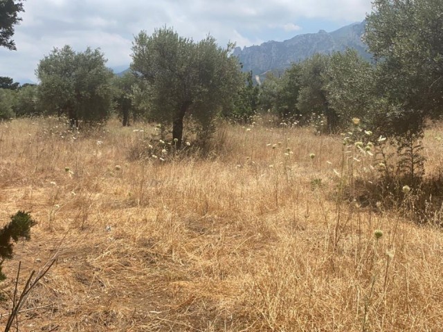 LAND FOR SALE IN OLIVE ** 