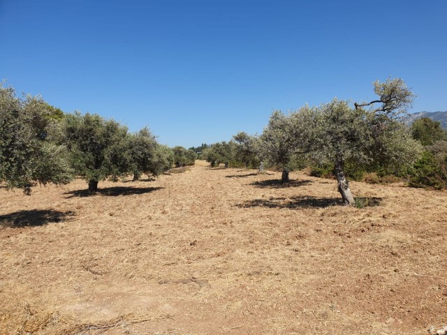 LAND ZUM VERKAUF IN OZANKÖY ** 