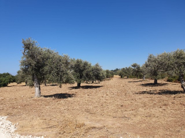 LAND ZUM VERKAUF IN OZANKÖY ** 