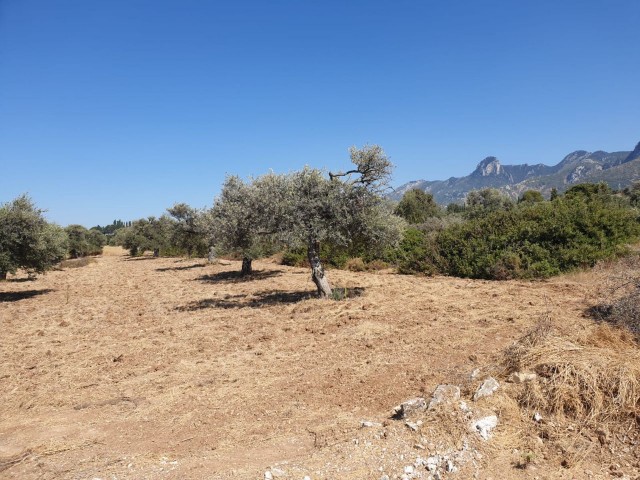 LAND FOR SALE IN OZANKOY ** 