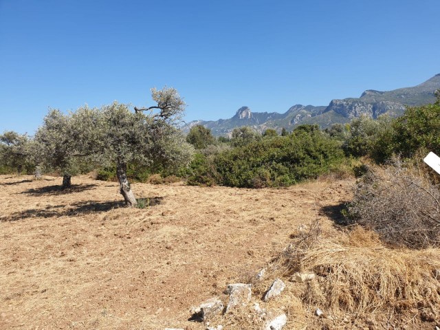 LAND ZUM VERKAUF IN OZANKÖY ** 