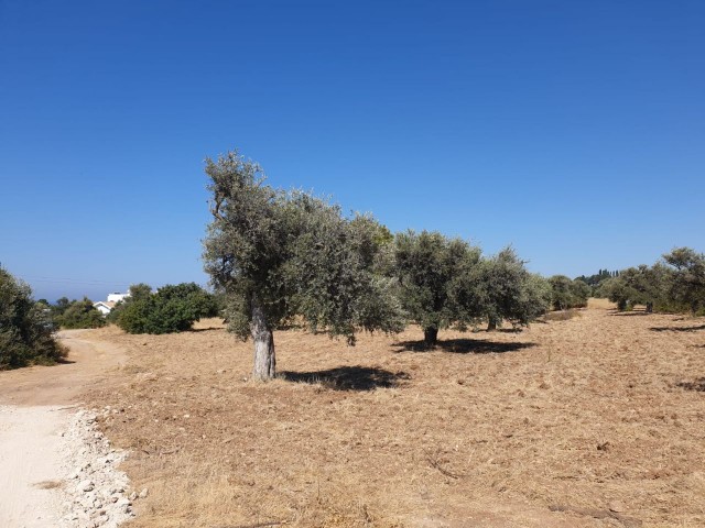 LAND ZUM VERKAUF IN OZANKÖY ** 