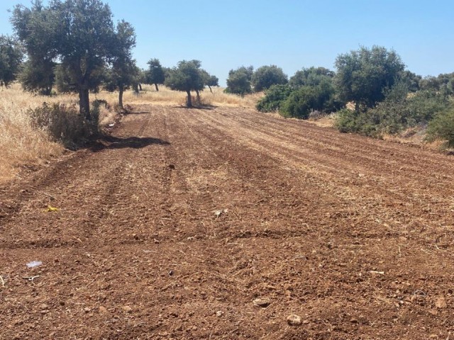 LANDWIRTSCHAFTLICHES LAND ZUM VERKAUF IN ARAPKÖY ** 