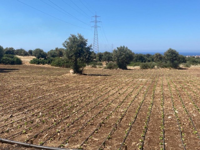 LANDWIRTSCHAFTLICHES LAND ZUM VERKAUF IN ARAPKÖY ** 