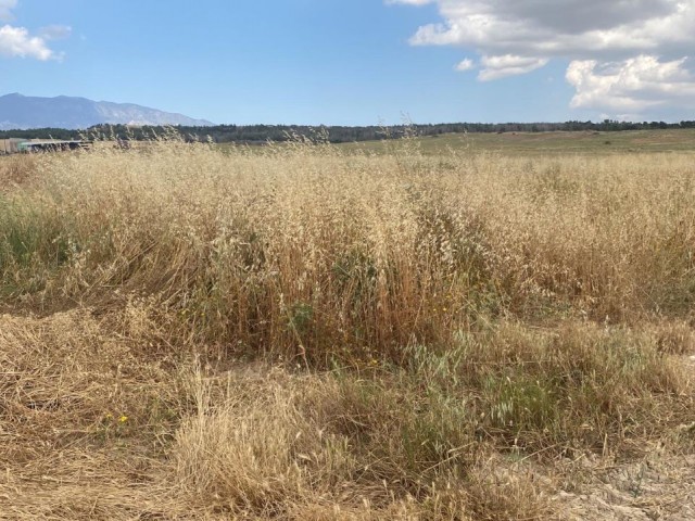 AGRICULTURAL LAND FOR SALE IN NICOSIA
