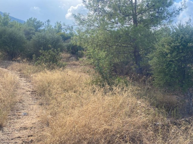 GRUNDSTÜCK ZUM VERKAUF IN ALSANCAK