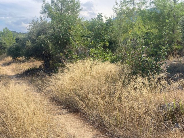 زمین برای فروش در آلسانکک