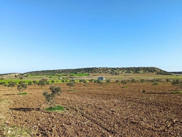 LAND FOR SALE IN İSKELE BAFRA AREA