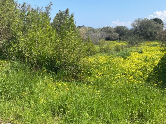 LAND FOR SALE IN OZANKÖY