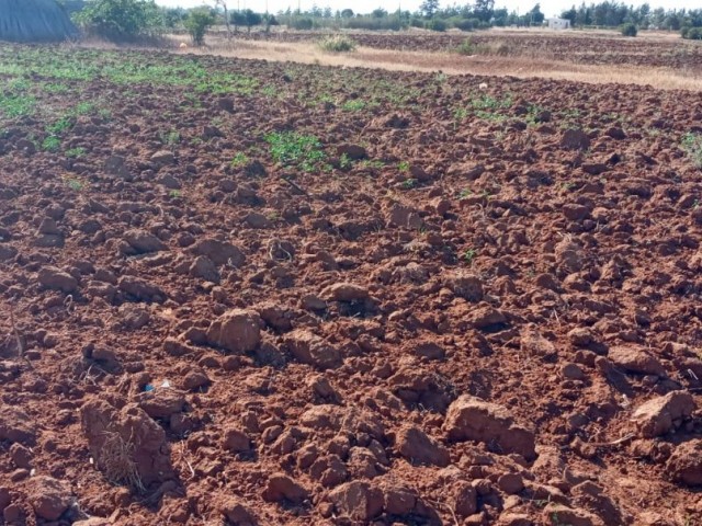 Field For Sale in Maraş, Famagusta