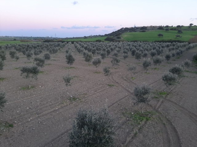 رشته برای فروش in Yarköy, ایسکله