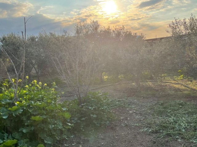 EINFAMILIENHAUS MIT GARTEN IN 1 HEKTAR LAND IM DORF FAMAGUSTA MUTLUAKA ** 