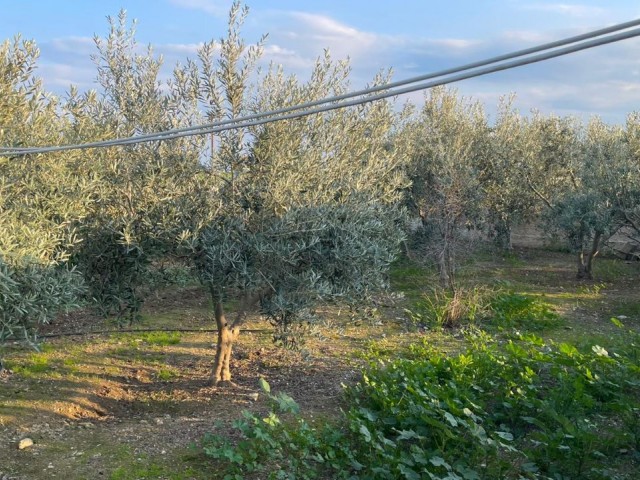 EINFAMILIENHAUS MIT GARTEN IN 1 HEKTAR LAND IM DORF FAMAGUSTA MUTLUAKA ** 