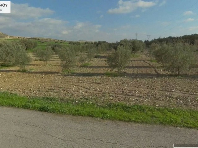 ISKELE BOĞAZTEPE YARKOY STRASSE AUF 7. 5 HEKTAR OLIVENGARTEN MIT MEERBLICK