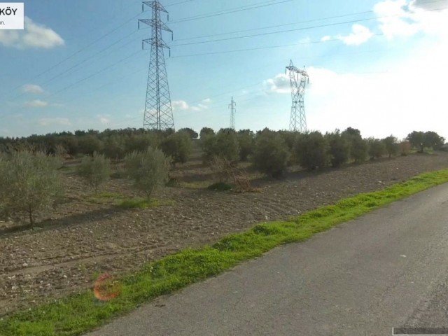 ISKELE BOĞAZTEPE YARKOY STRASSE AUF 7. 5 HEKTAR OLIVENGARTEN MIT MEERBLICK