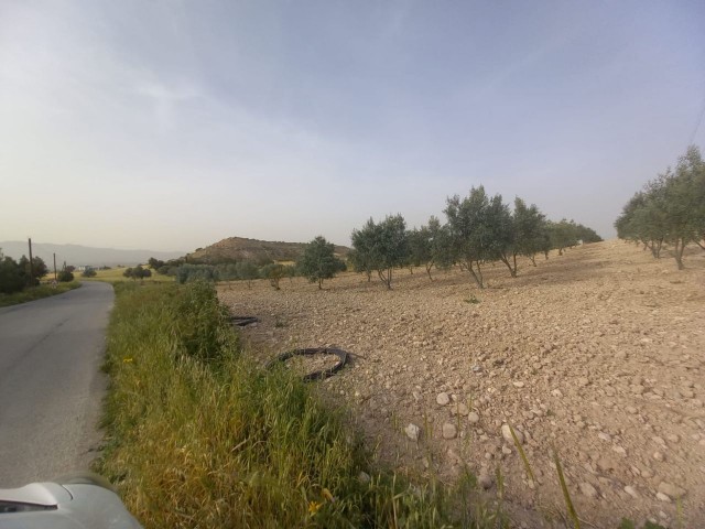 ISKELE BOĞAZTEPE YARKOY STRASSE AUF 7. 5 HEKTAR OLIVENGARTEN MIT MEERBLICK