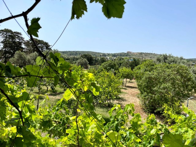 ساختمان جدید خانه سنگی در 1 هکتار زمین در روستای DIPKARPAZ 