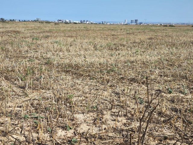 LAND WITH OFFICIAL ROAD IN İSKELE REGION WITH 23 DECEMBER 1 EVLEK