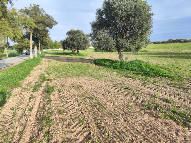 5.5 اعلامیه زمین رو به جاده اصلی در روستای آکووا بین İSKELE GÇİTKALE