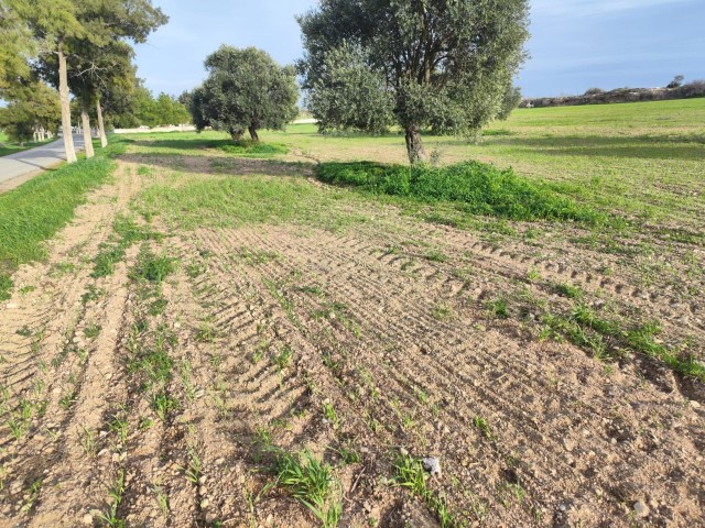 5.5 DECLARES OF LAND FACING THE MAIN ROAD IN AKOVA VILLAGE BETWEEN İSKELE GÇİTKALE