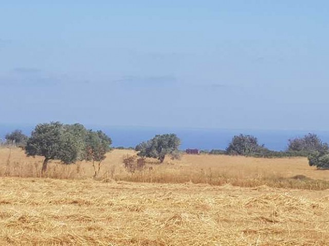 Open field construction for sale in Iskele dipkarpaz ** 