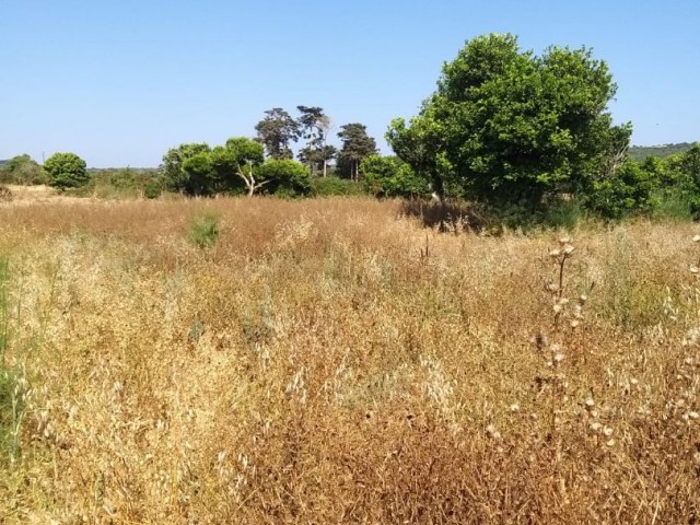 Decommissioned land for sale in Dipkarpaz ** 