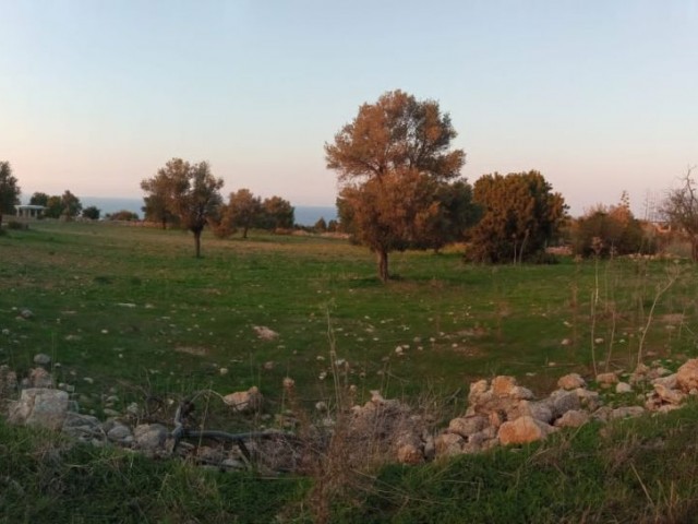 GRUNDSTÜCK ZUM VERKAUF IM DORF İSKELE SİPAHİ