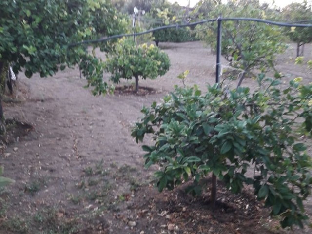 خانه مستقل برای فروش در روستای iskele kumyalı