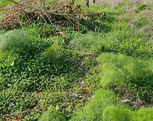 In Zonen aufgeteiltes Land im Gebiet Famagusta Yeniboğaziçi, 400 Meter vom Meer entfernt