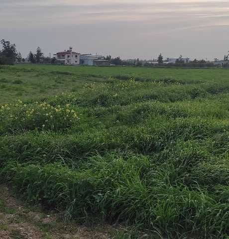 A).Aygün iskelede imara açık tarla