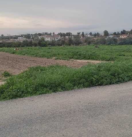 Aygün iskelede imara açık tarla