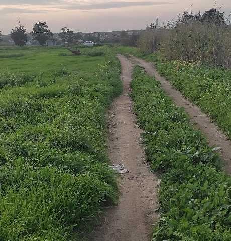 Aygün iskelede imara açık tarla