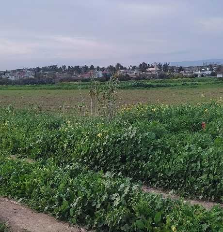 Aygün iskelede imara açık tarla