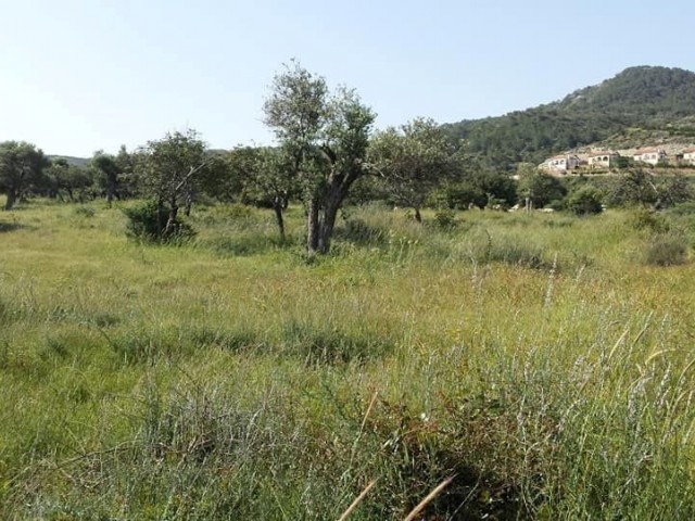 SUPER LAND MIT MEERBLICK VON 8 ERKLÄRUNGEN VON 1 EVLEK IN ZYPERN FELSEN! 0533 853 68 88