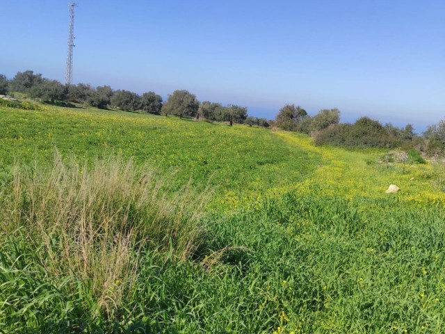 رشته برای فروش in Sipahi, ایسکله