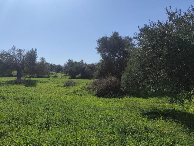 Field For Sale in Sipahi, Iskele