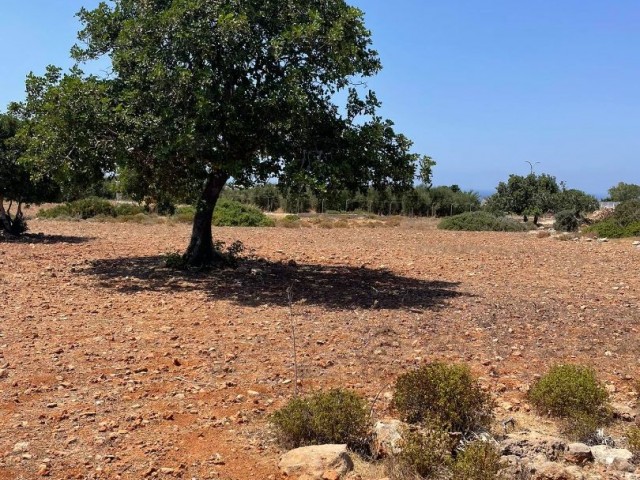 1 Acre of Land for Sale in Yenierenkoy ** 