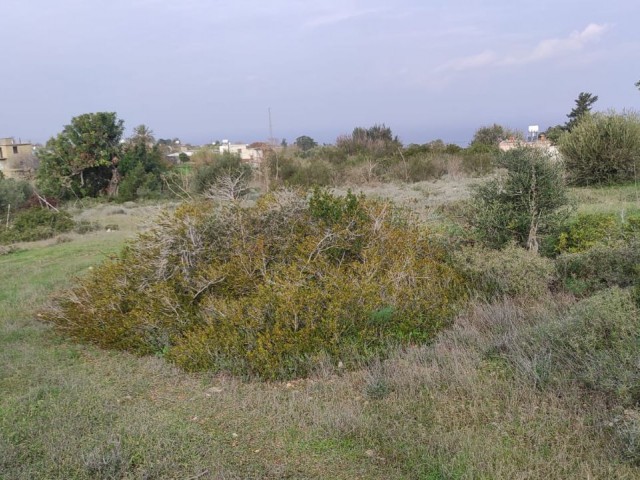 4 Decares of 1 Evlek Land for Sale in Sipahi!