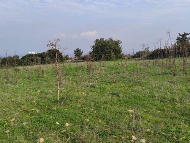 4 Decares of 1 Evlek Land for Sale in Sipahi!