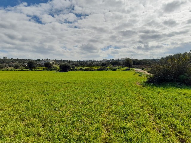 4 Hektar Land zum Verkauf in Yenierenköy ** 