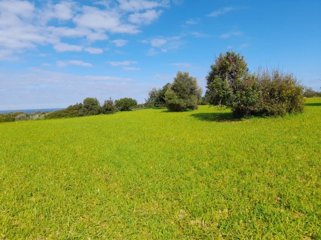 4 Hektar Land zum Verkauf in Yenierenköy ** 