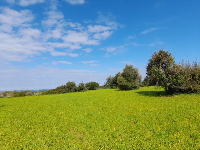 4 Hektar Land zum Verkauf in Yenierenköy ** 