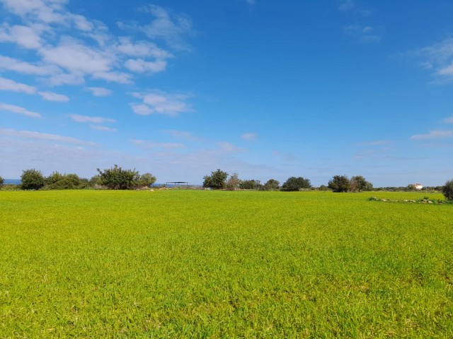 4 Hektar Land zum Verkauf in Yenierenköy ** 