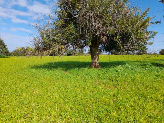 4 Hektar Land zum Verkauf in Yenierenköy ** 