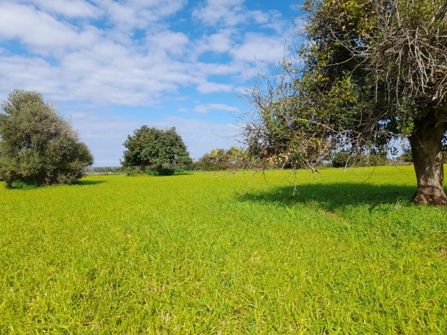 4 Hektar Land zum Verkauf in Yenierenköy ** 