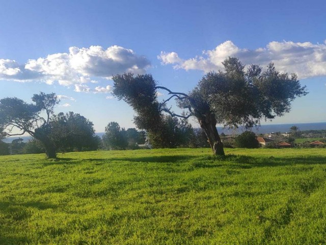 18 Hektar Land mit zonierten und Meerblick zum Verkauf in Dipkarpaz ** 