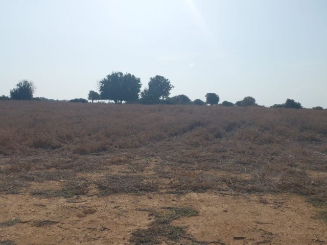 PROJECT LAND FOR SALE IN DIPKARPAZ!